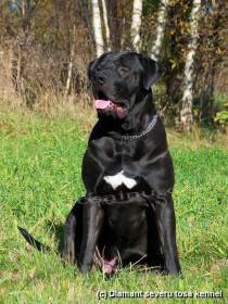 Diamant severu kennel