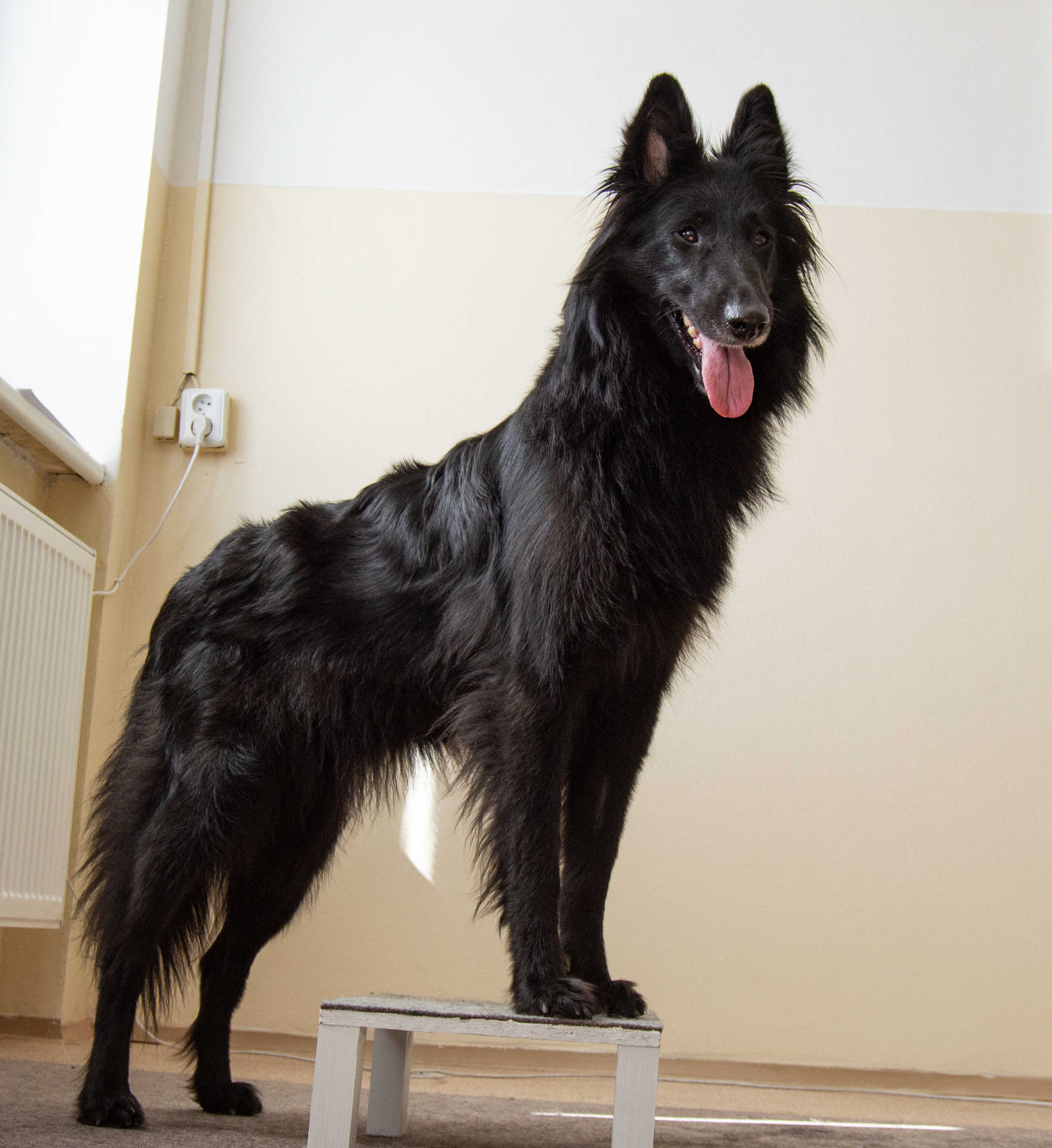 CHS Fox in black