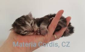 Materia Cordis, cz