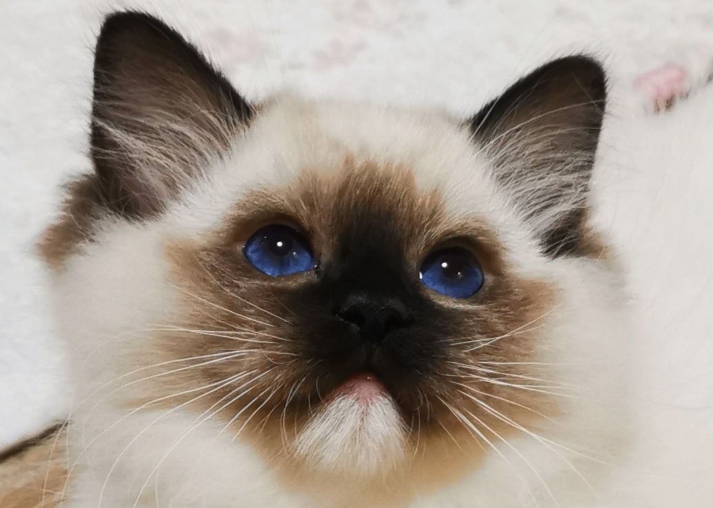 Mishi.cz