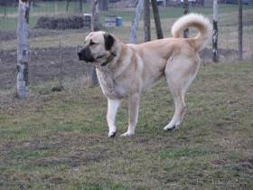 Patron Cardiaci
