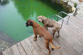 Barracuda Bandog Kennel