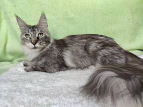Main bastet,cz