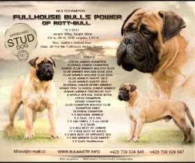 Bulmastif bullmastiff