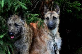 Ritter von Falkenberg