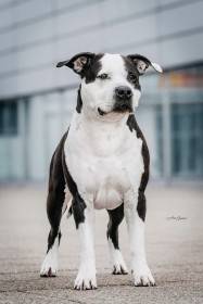 Shelbyamstaff