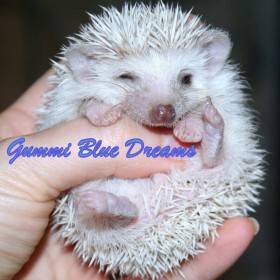 Gummi Blue Dreams
