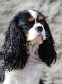 Kavalír king Charles španěl do Kapsy