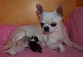 Chihuahua de estrella puerta