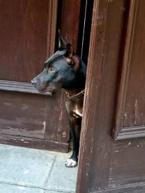 Amigos dogs Slovakia