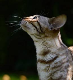 Wincat BENGAL