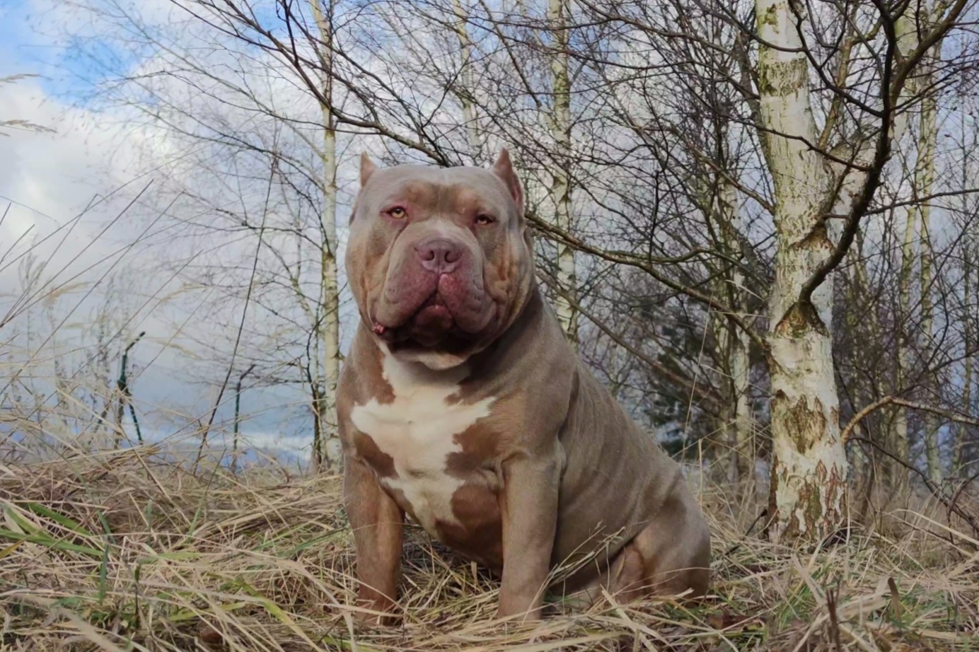 BADDOG Kennels 