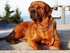Diamant severu kennel
