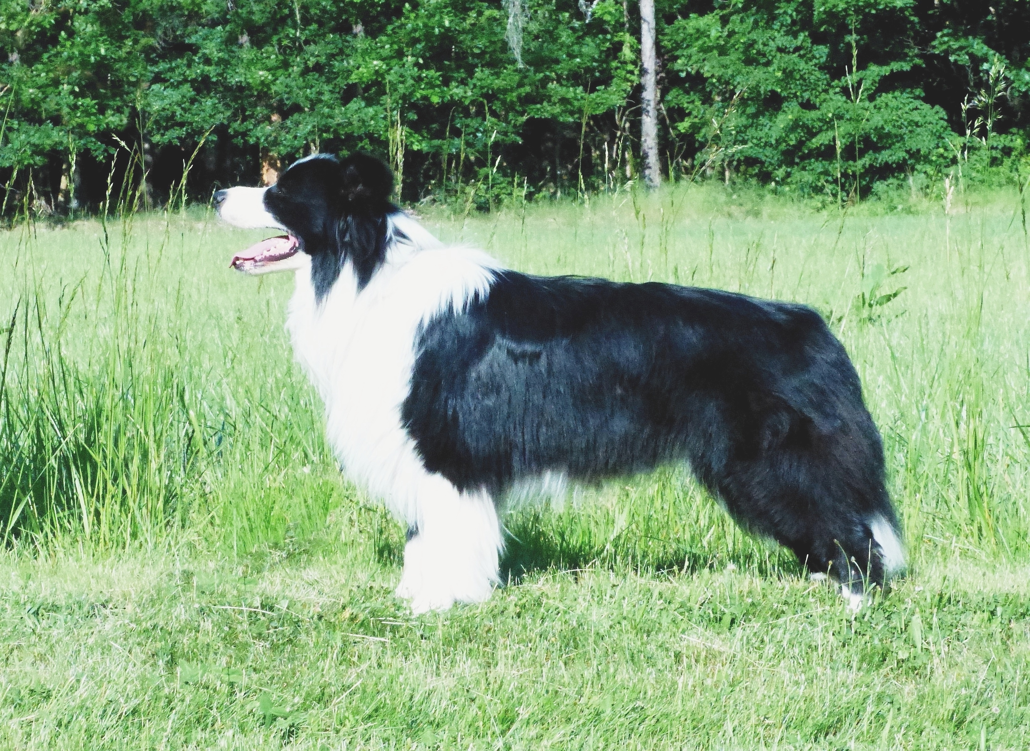 Czech Efebie