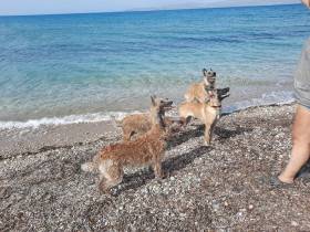 Ritter von Falkenberg