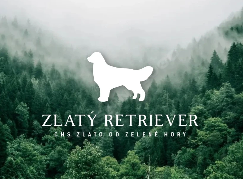 Zlato od Zelené Hory - CHS Zlatý retriever Nepomuk