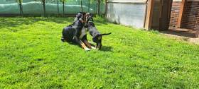 Bellas Mountain Dog