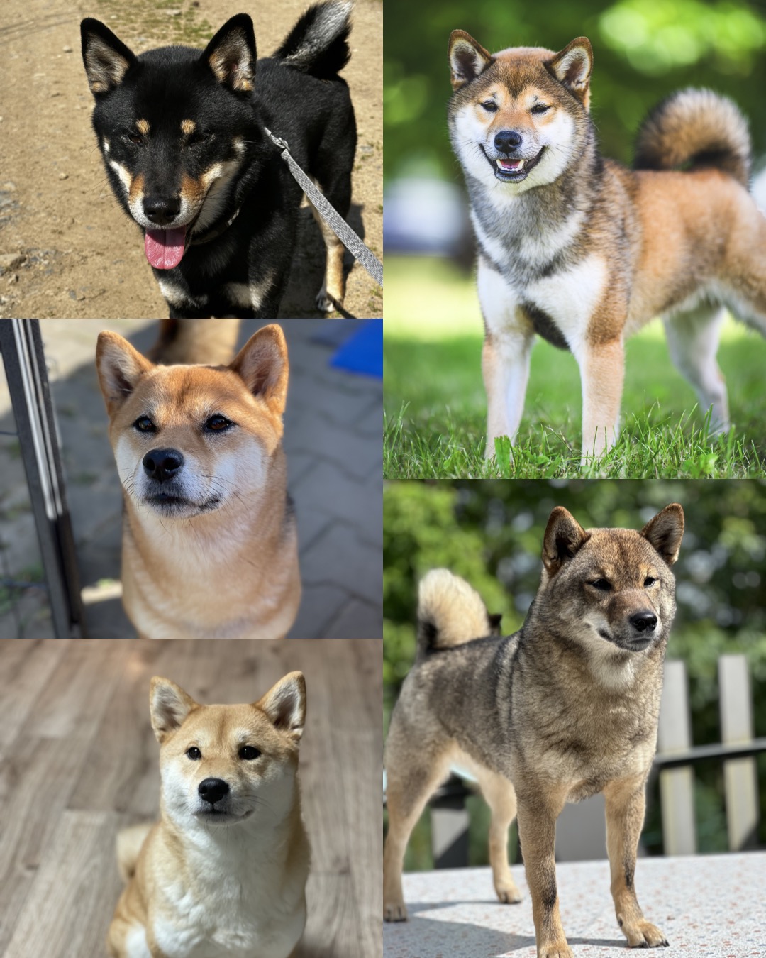 Shiba - CHS Prahan Ketut