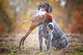 Triscoba německý ohař drátosrstý