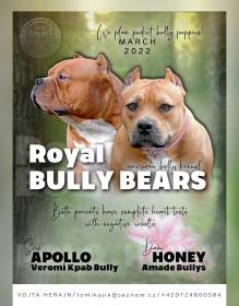 Royal Bully Bears