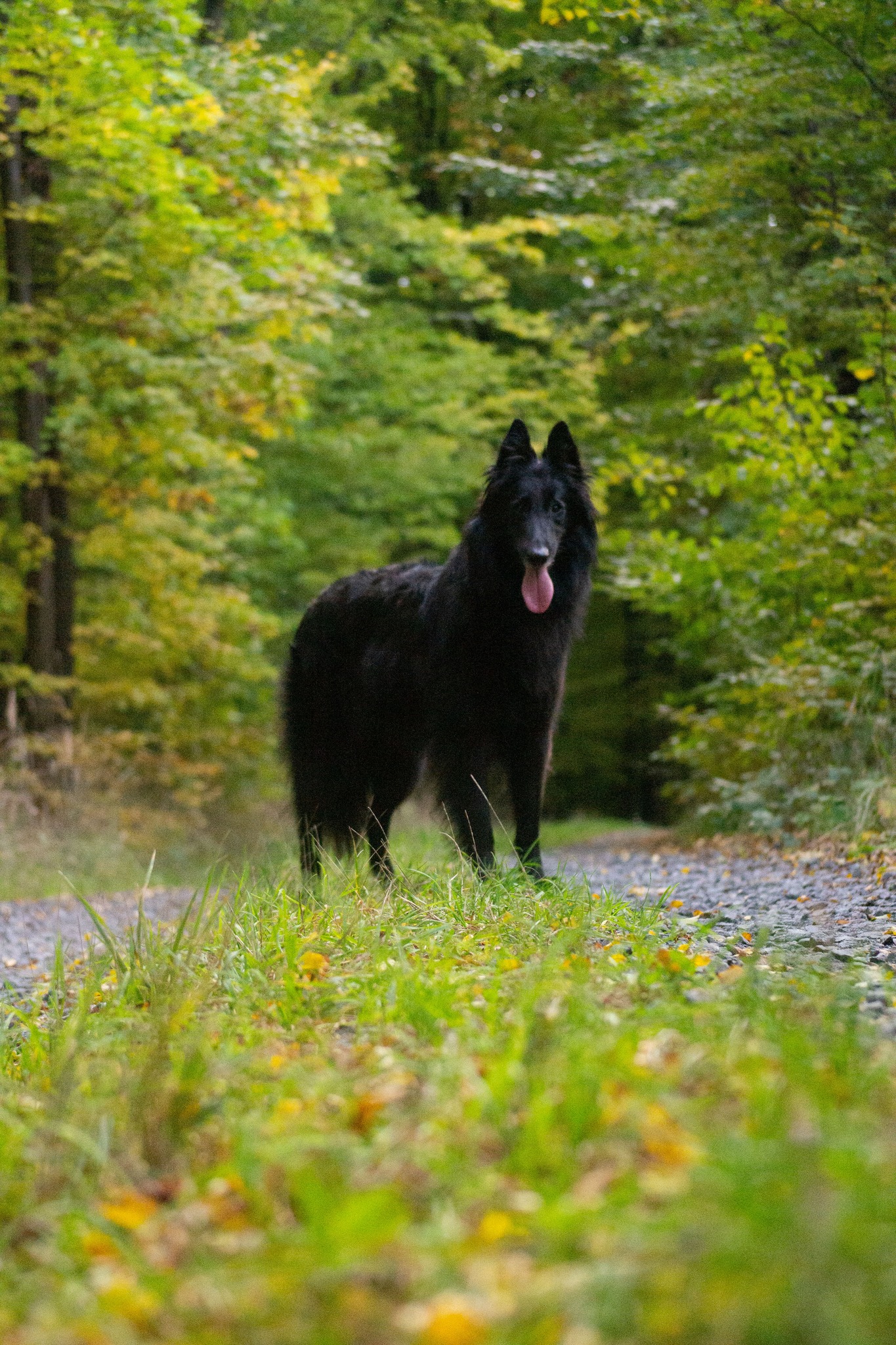 CHS Fox in black