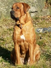 Diamant severu kennel