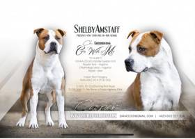 Shelbyamstaff