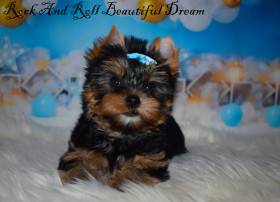 Beautiful Dream