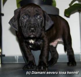 Diamant severu kennel