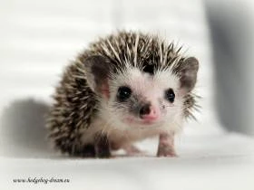 Hedgehog Dream