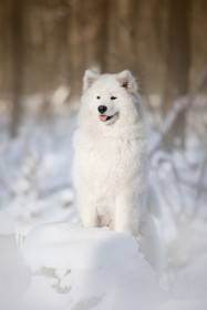 Quera From The Wonderland