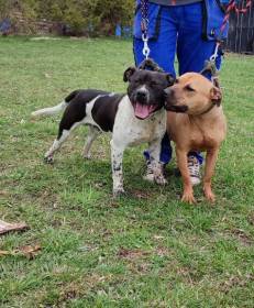 Jersey kennel