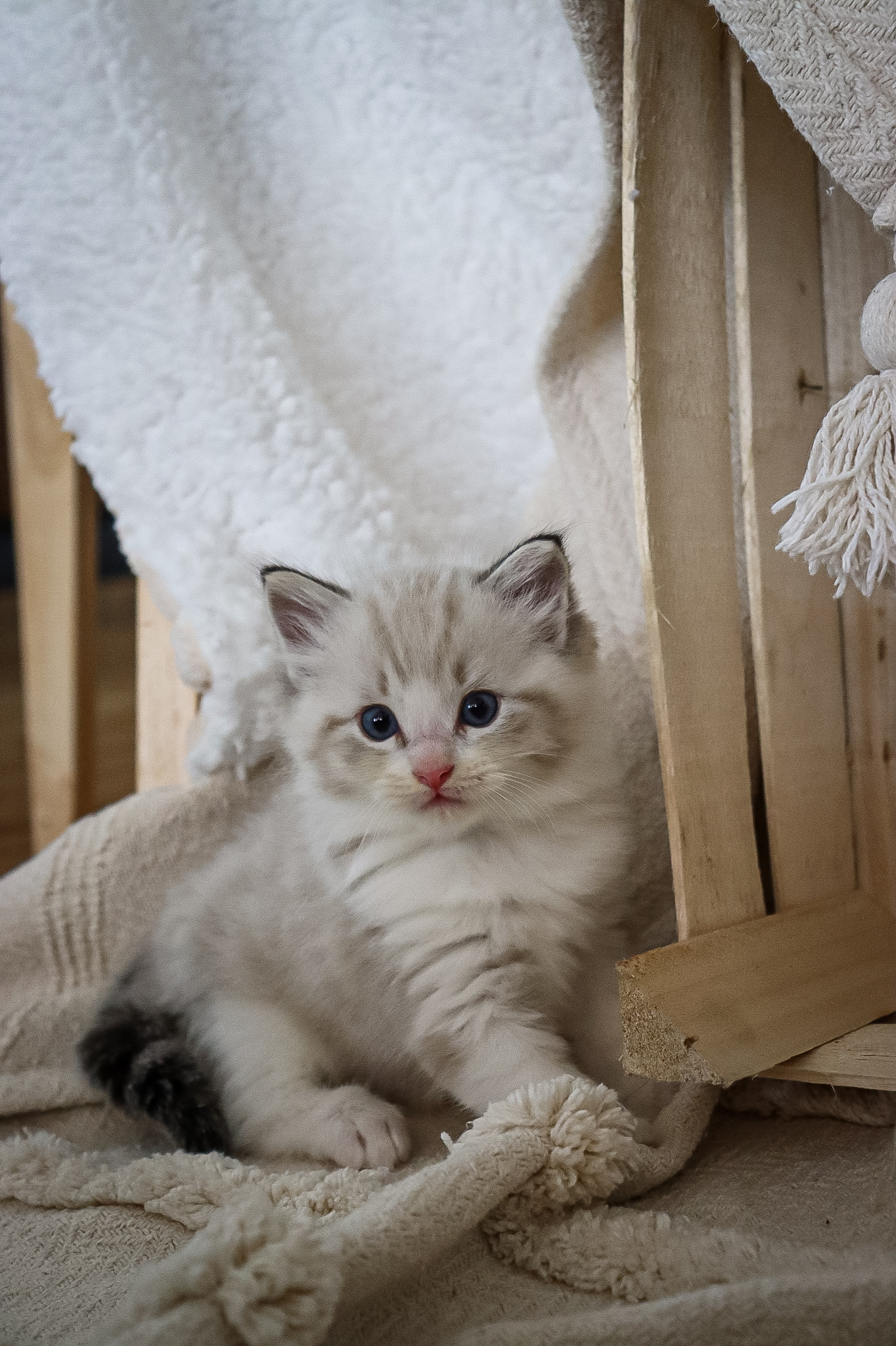 CuteofSilesia