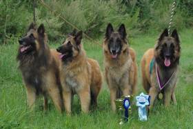 Dog Arabat