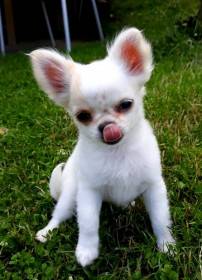 Chihuahua de estrella puerta