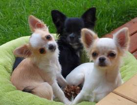 Chihuahua de estrella puerta