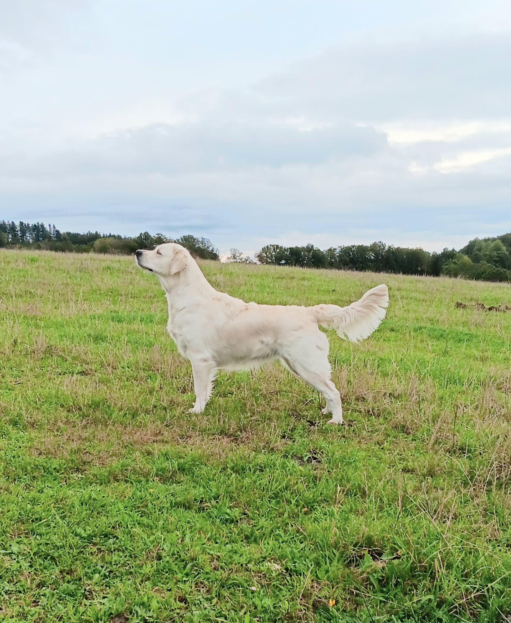 Zlato od Zelené Hory - CHS Zlatý retriever Nepomuk
