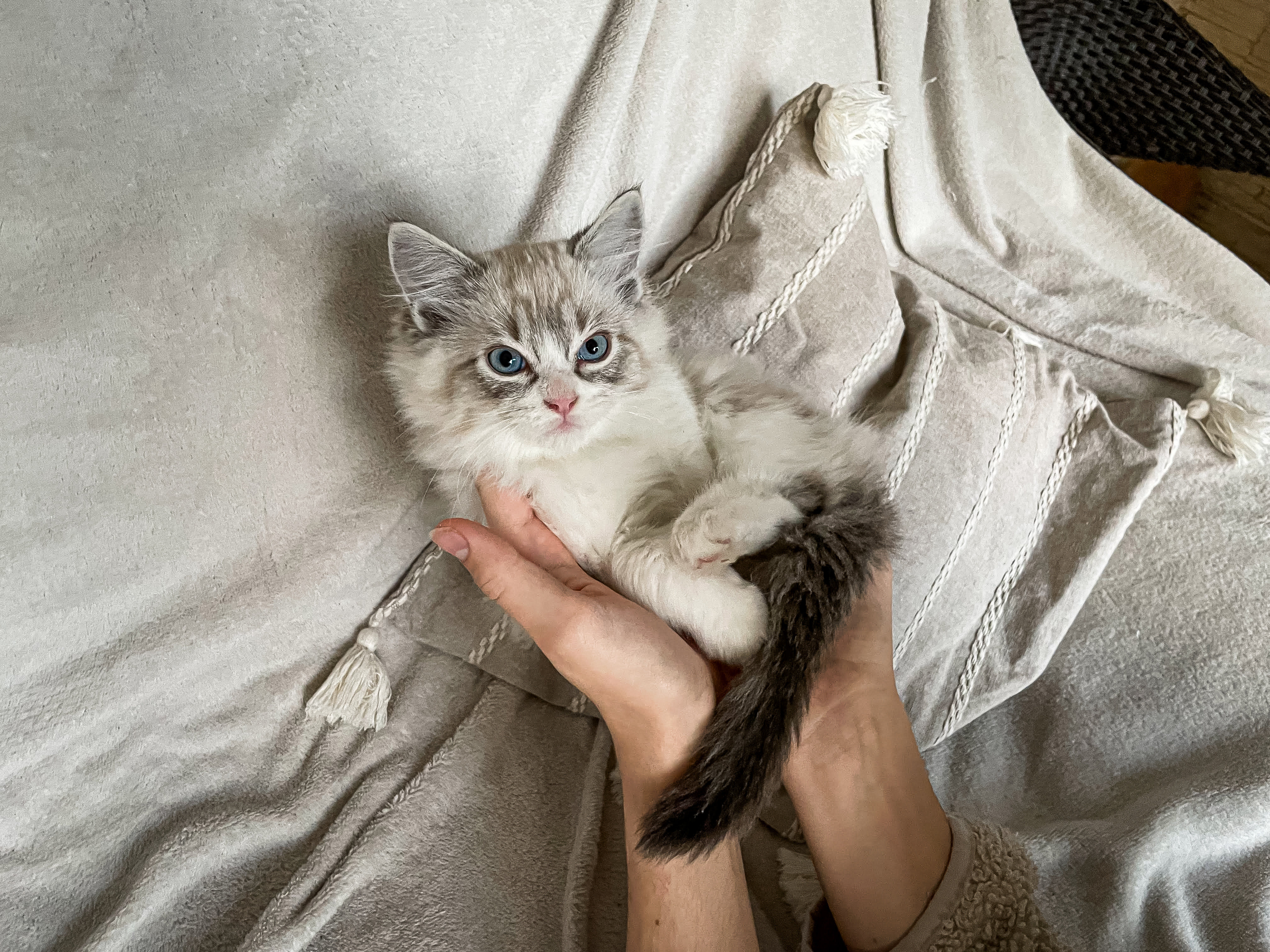 CuteofSilesia