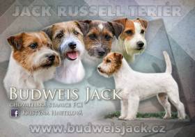 Budweis Jack