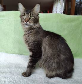 Main bastet,cz