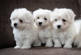 From Cotton Home