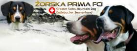 Żorska Prima