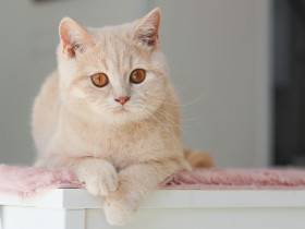 Air Force Cat * CZ