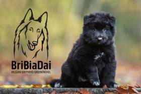 BriBiaDai