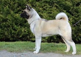 Cerberus Moravia