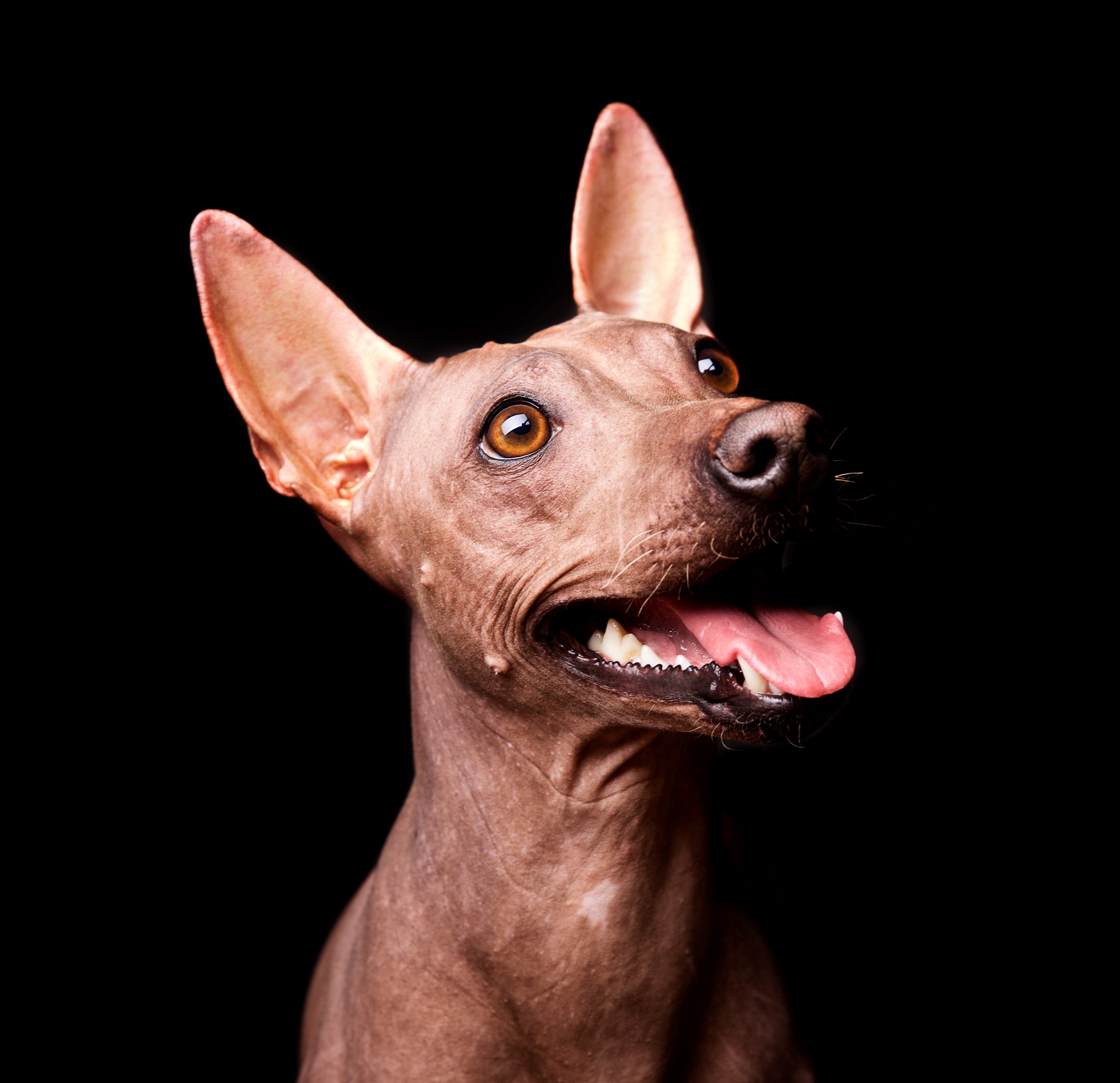 A.Ha.Terrier