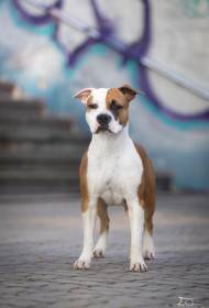 Shelbyamstaff
