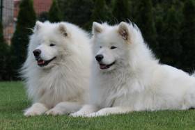 Quera From The Wonderland