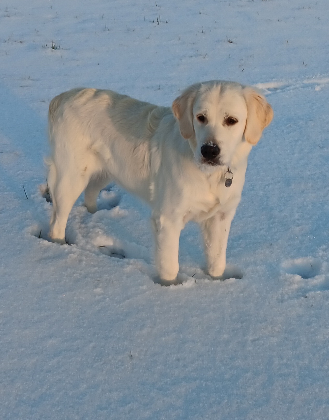 Zlato od Zelené Hory - CHS Zlatý retriever Nepomuk