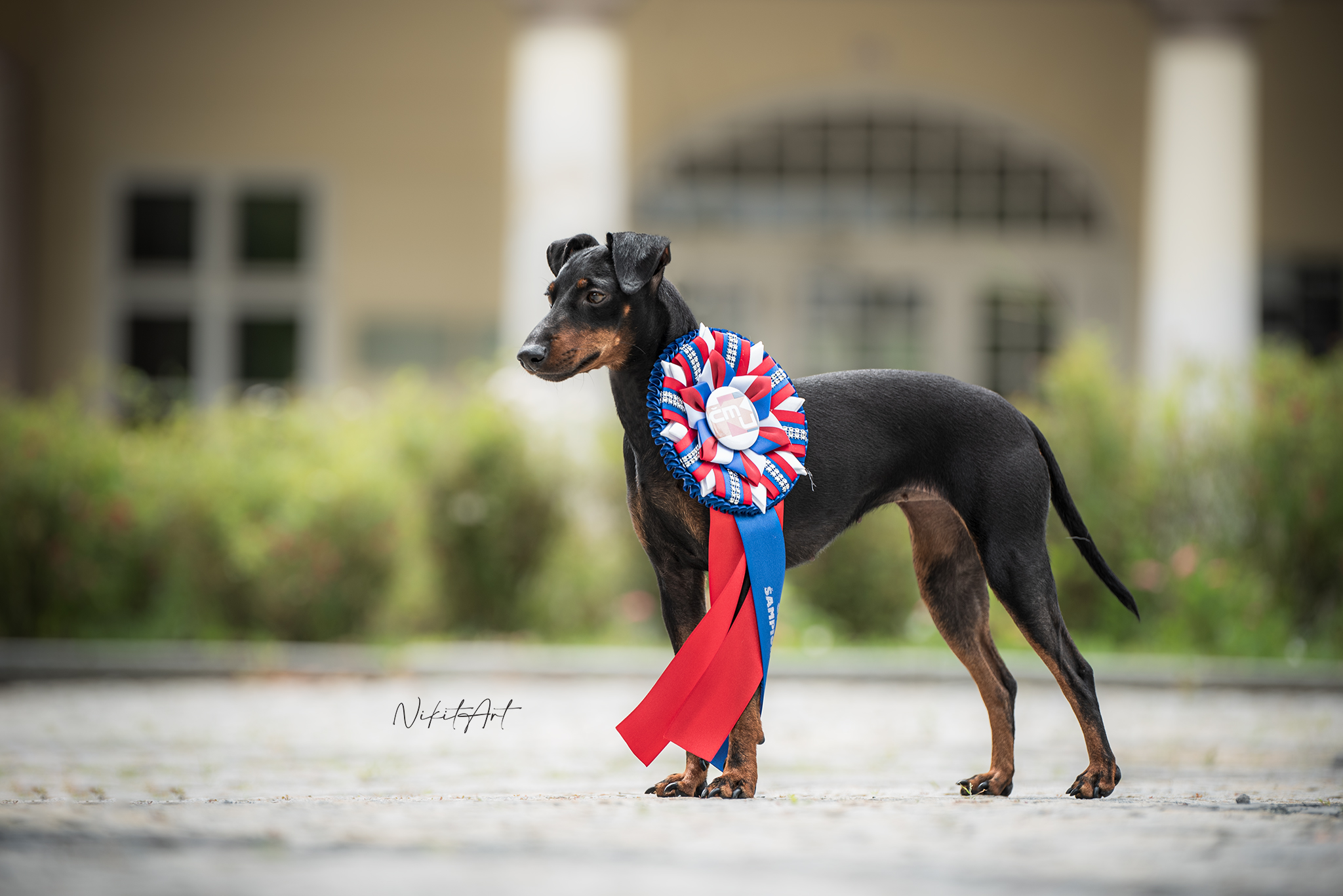 Manchester terrier kennel
